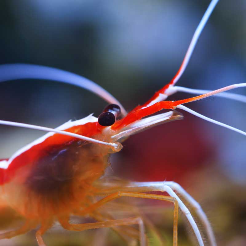 Cleaner Shrimp