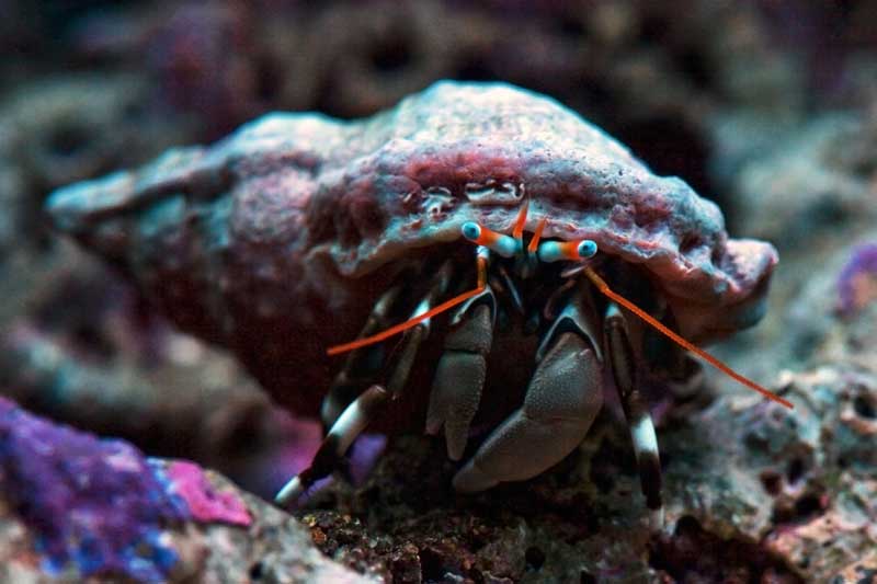 dwarf hermit crab 