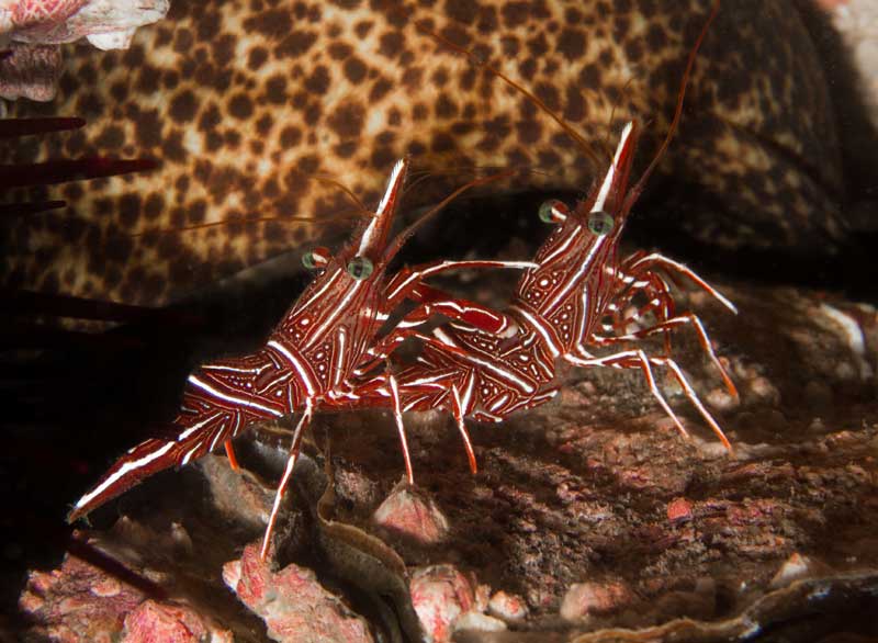 Peppermint Shrimp