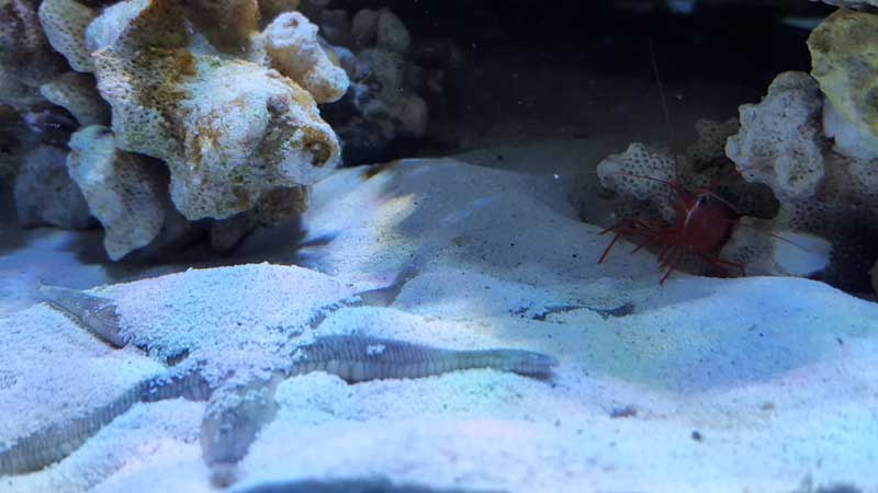 Sand Sifting starfish