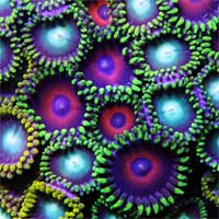 ZOANTHIDS