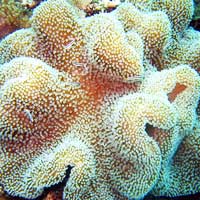 SOFT CORAL COLONIES