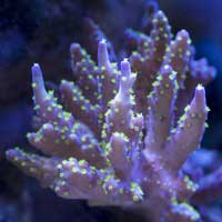 SPS CORAL COLONIES