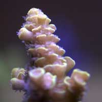 SPS CORAL FRAGS