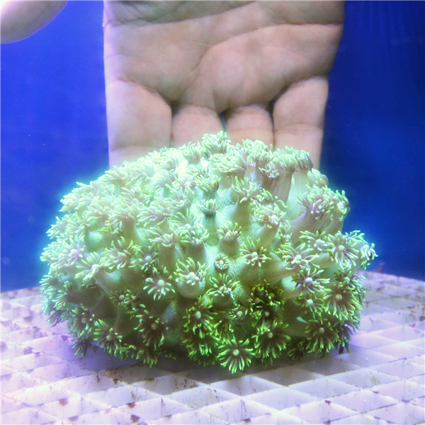 Metallic green Goniopora Flower Pot coral