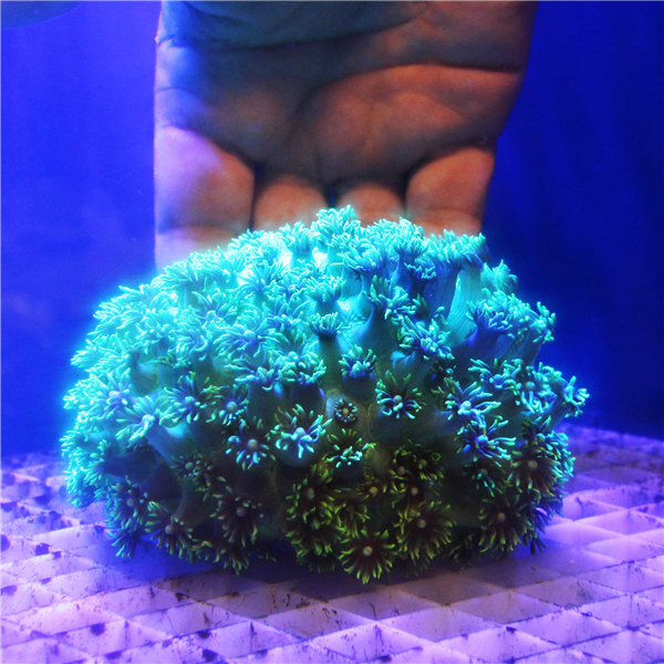 Metallic green Goniopora Flower Pot coral