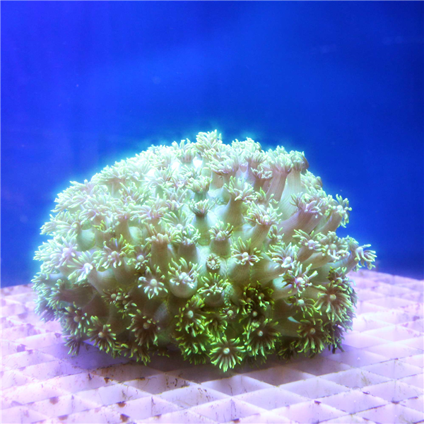 Metallic green Goniopora Flower Pot coral