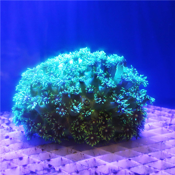 Metallic green Goniopora Flower Pot coral