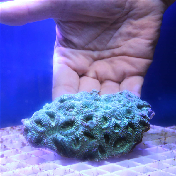 Large green Favia Spp Moonstone coral