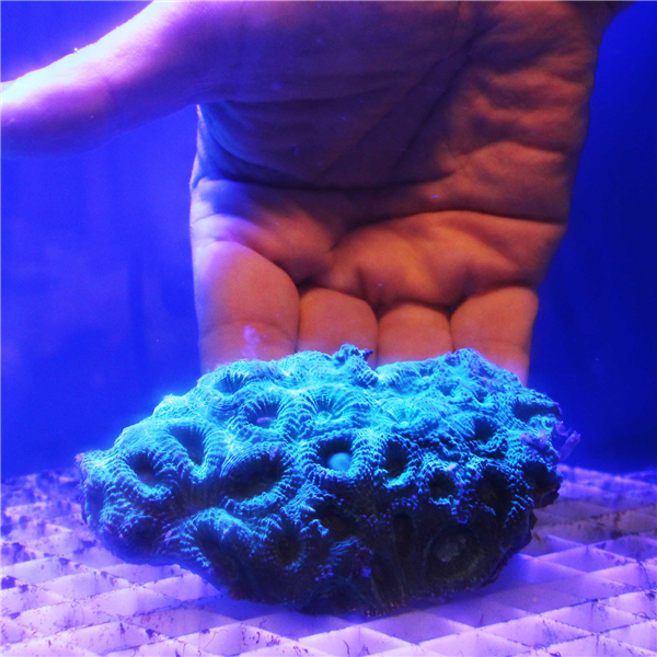 Large green Favia Spp Moonstone coral