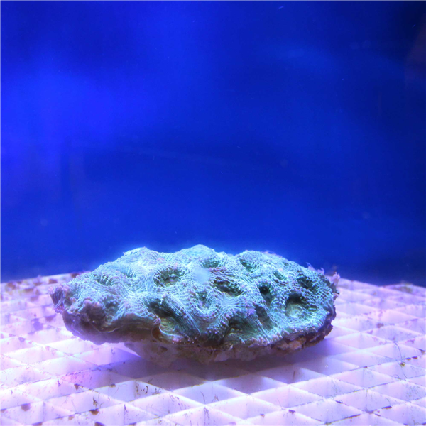 Large green Favia Spp Moonstone coral