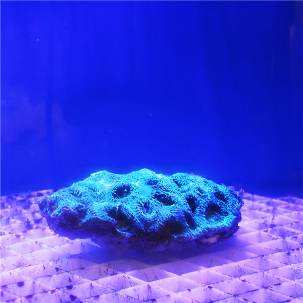Large green Favia Spp Moonstone coral