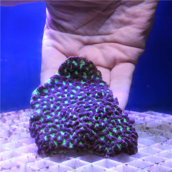 Large green and purple Favites Brain coral colony