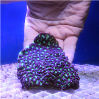 Large green and purple Favites Brain coral colony