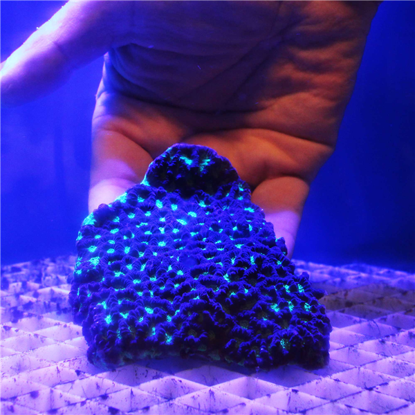 Large green and purple Favites Brain coral colony