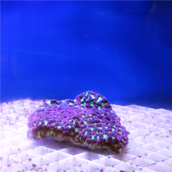 Large green and purple Favites Brain coral colony