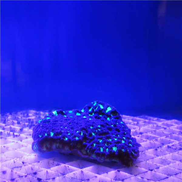 Large green and purple Favites Brain coral colony