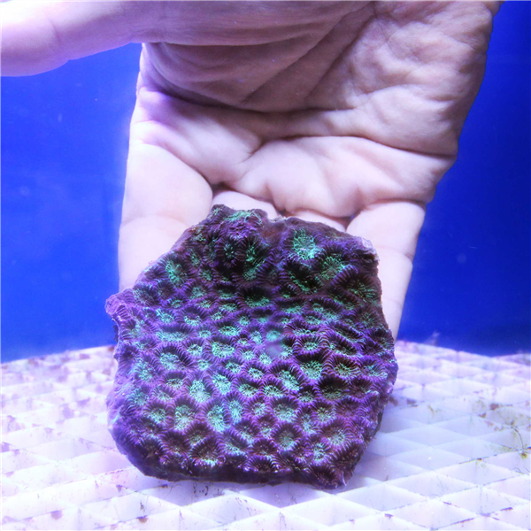 Green and purple Favites Brain coral colony