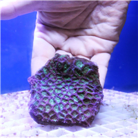 Green and purple Favites Brain coral colony