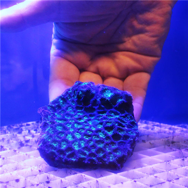 Green and purple Favites Brain coral colony