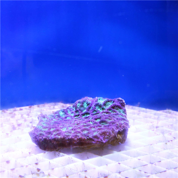 Green and purple Favites Brain coral colony