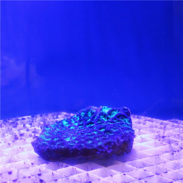 Green and purple Favites Brain coral colony