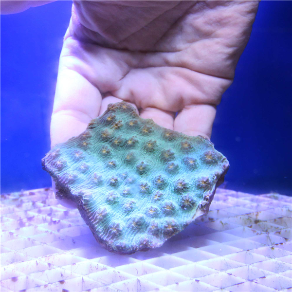Green Montastrea spp Coral