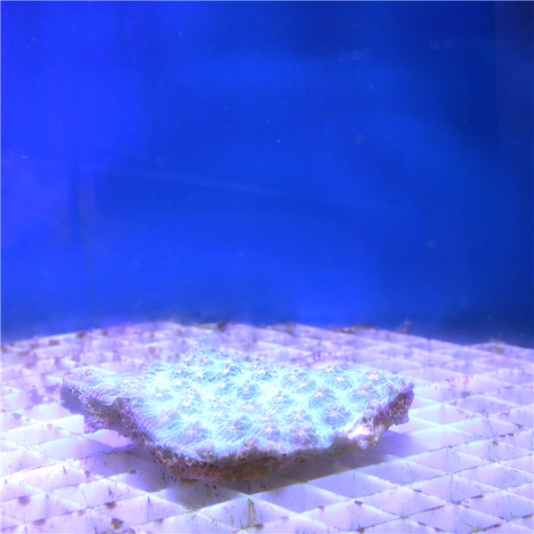 Green Montastrea spp Coral