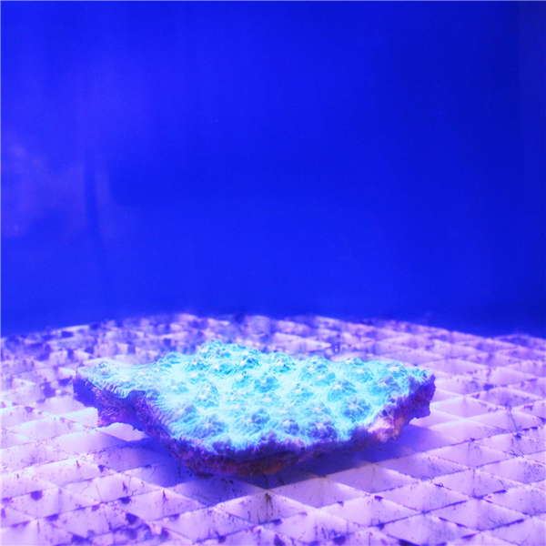 Green Montastrea spp Coral