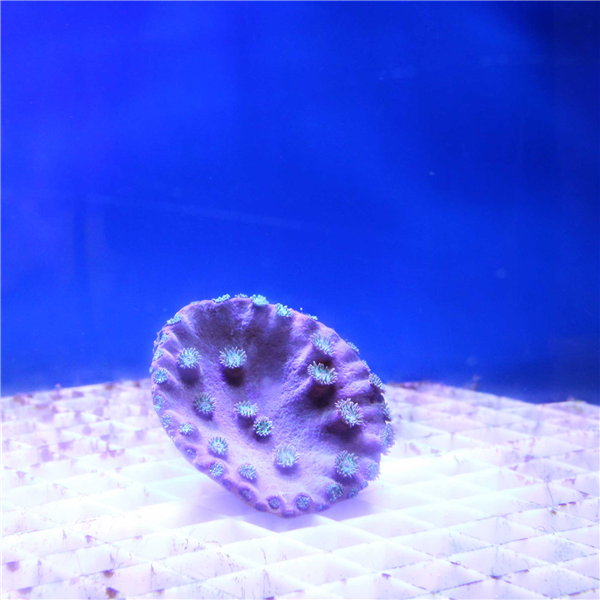 Green Pagoda Turbinaria Peltata Cup coral