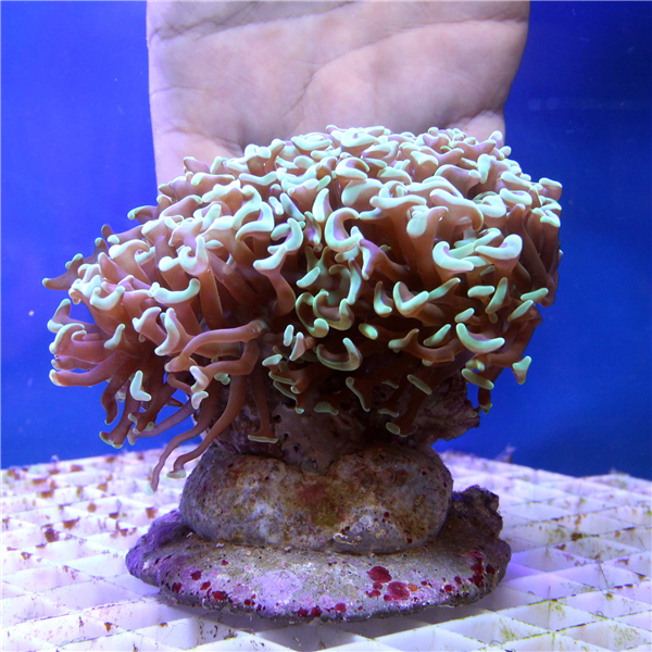 Large Green Tip Euphyllia Hammer Coral