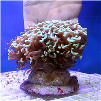 Large Green Tip Euphyllia Hammer Coral