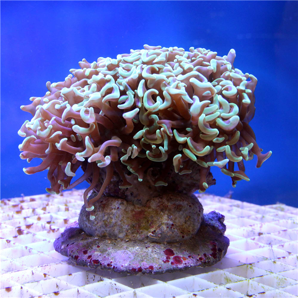 Large Green Tip Euphyllia Hammer Coral