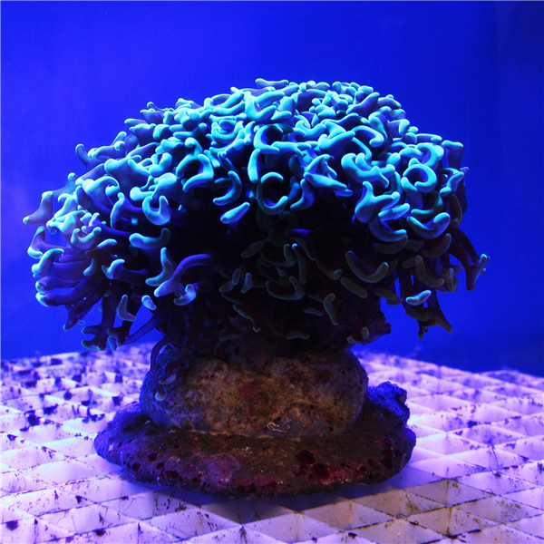 Large Green Tip Euphyllia Hammer Coral
