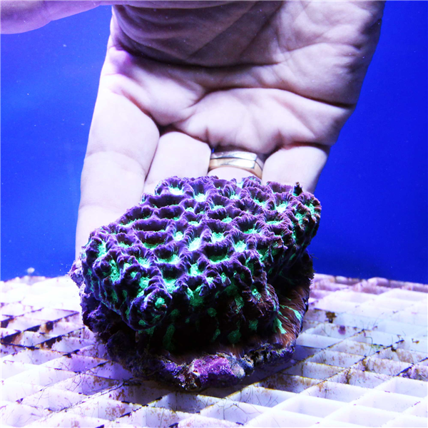 Green and purple Favites Brain coral colony