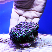Green and purple Favites Brain coral colony
