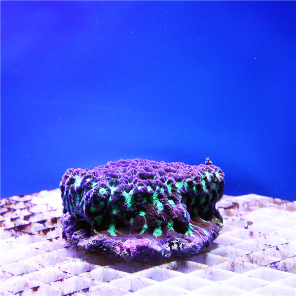 Green and purple Favites Brain coral colony
