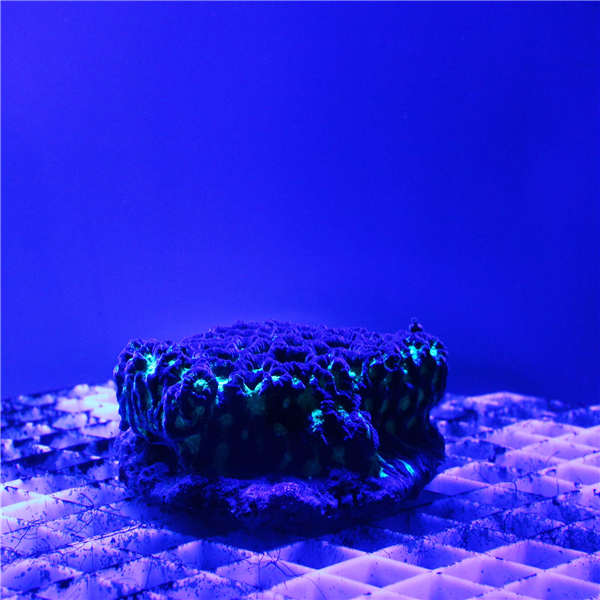 Green and purple Favites Brain coral colony