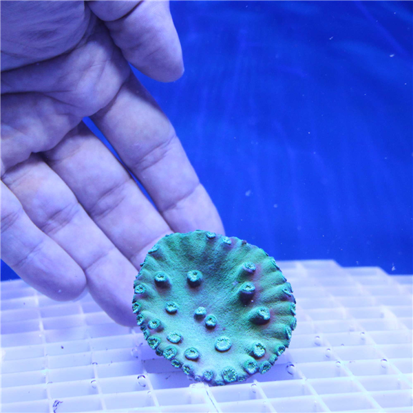 Deep Green Turbinaria Cup Coral