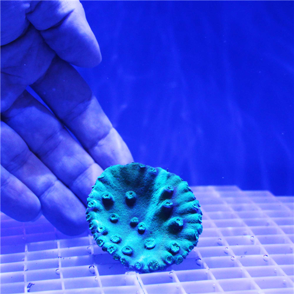 Deep Green Turbinaria Cup Coral