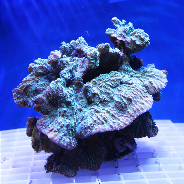 Green Merulina Cabbage Coral LPS CORAL COLONIES Corals Online