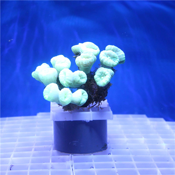 Bright Green Trumpt Coral Colony