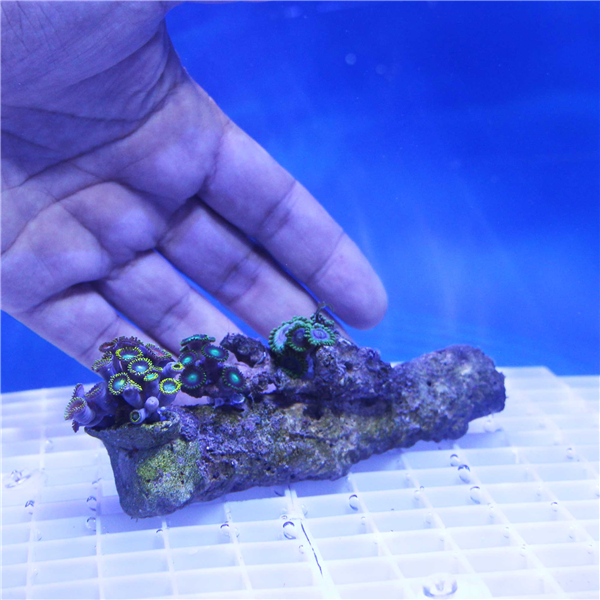 Special Zoanthid Coral Garden