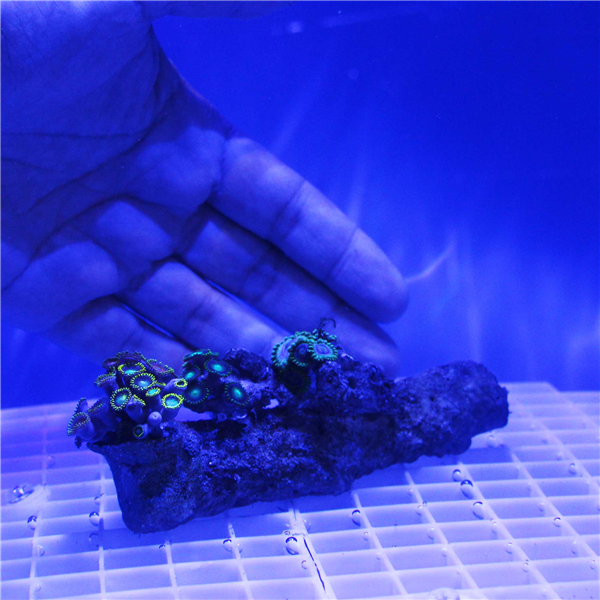Special Zoanthid Coral Garden
