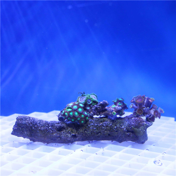 Special Zoanthid Coral Garden