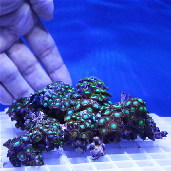 Large Mixed Zoanthid Coral Colony ZOANTHIDS Corals Online