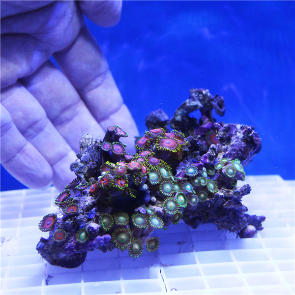 Mixed Red and Green Zoanthid Coral Colony ZOANTHIDS Corals Online