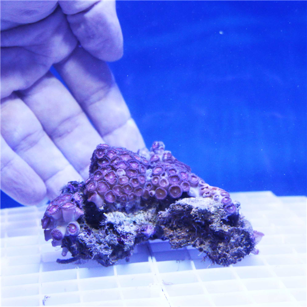 rare pink zoanthid coral