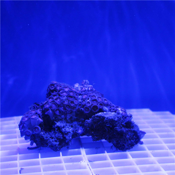 Rare Pink Zoanthid Coral Colony ZOANTHIDS Corals Online