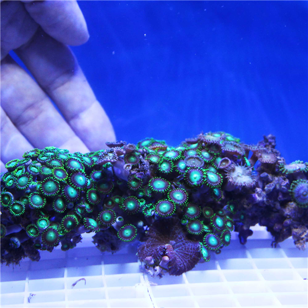 neon green zoanthid coral